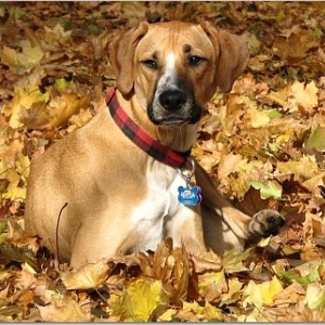 Hobart in the leaves