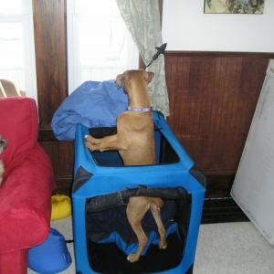 Look mom i have a convertable  crate!!!!