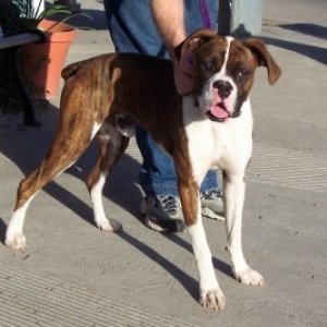 Trooper Thorn 10mos