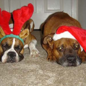 Happy Holidays