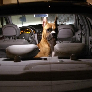 Waiting in the car