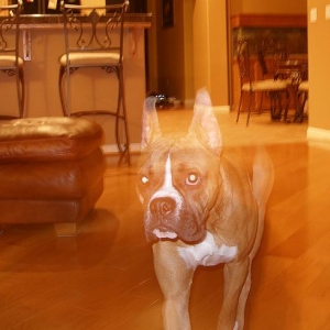 Ghost Tre!