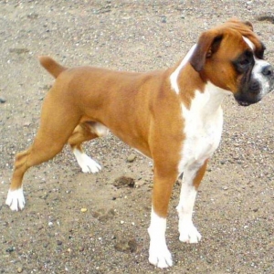 Louie at 2 years old