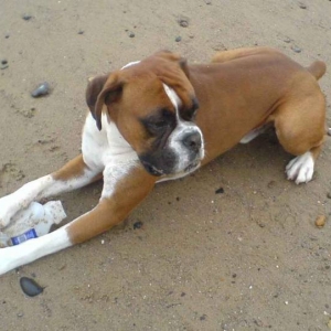 Louie on beach 2