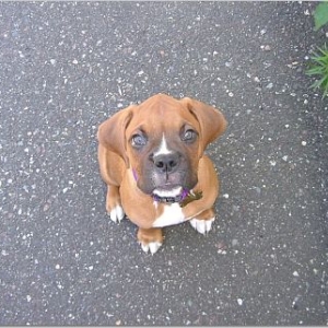 Stella 9 wks
