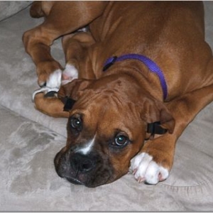 Stella 11 wks