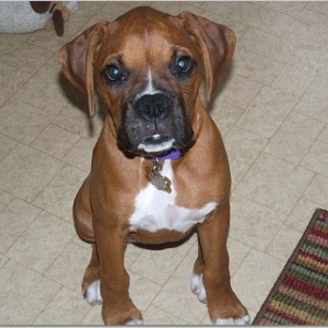 Stella 12 wks