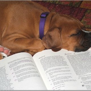 Study Buddy