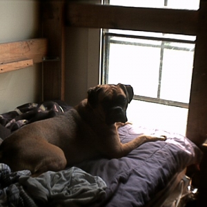Looking out the window