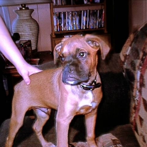 Puppy