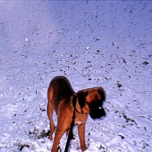 Sam in the snow