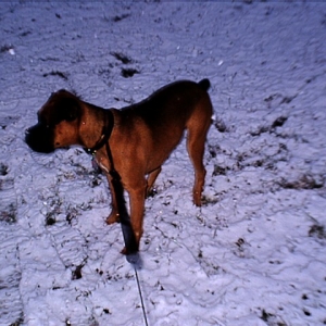 Sam is the snow2