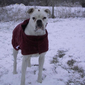 Snow Boxer!!