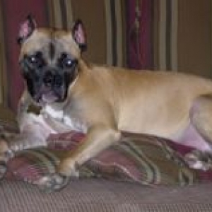 Ginger on Couch