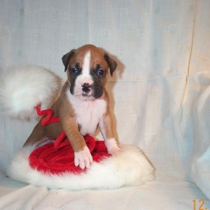 This is Layla so far!! Let me know what you think of her.