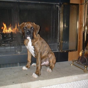 Ransom enjoying the fireplace on a cold night.