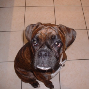 Where's my dinner