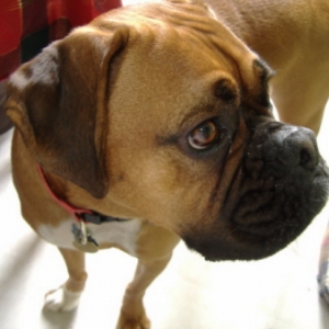 Close Up Chester