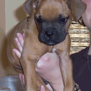 baby rocky