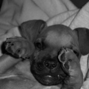 Sleepy Rocky