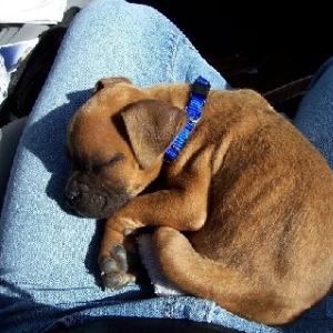 Sleeping Baby Rocky