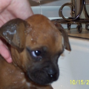 Rocky's 1st Bath