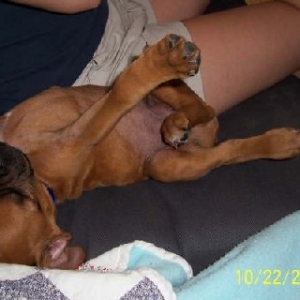 Rocky stretching after a nap