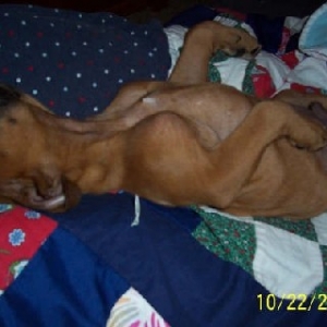 Rocky sleeping on his back