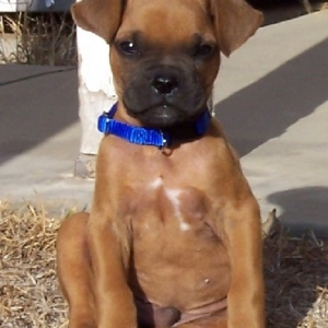 Rocky Sitting Pretty