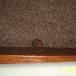 Rocky "hiding" under the bed