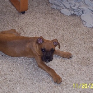 Rocky 11 weeks old