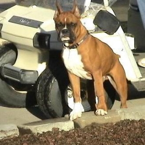 Sarg as a pup!