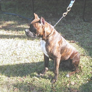 Bruiser