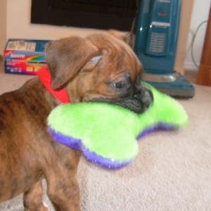 Kaybie w/ her squeaker bone (7 weeks old)