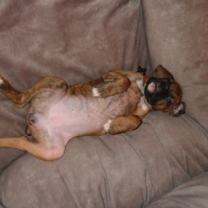 Kaybie laying comfortable! (7 weeks old)