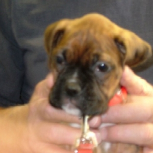 Kaybie (6.5 weeks old)