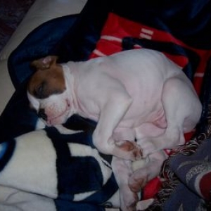 nappin puppy