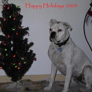 Happy Holidays