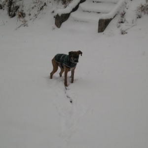 playing in the snow
