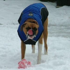 Cold tongue!