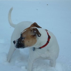 Covered In Snow