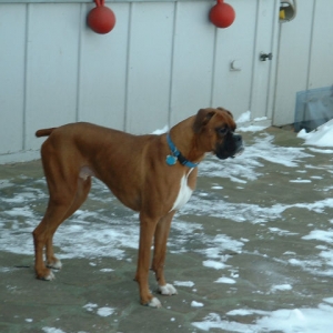 Samson on Patio