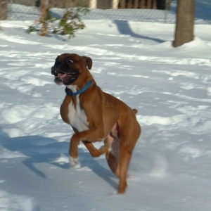 Samson in Snow