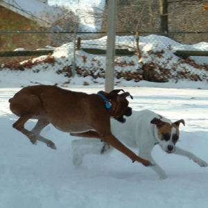 Playing together in the snow