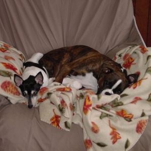 Maggie and Nipper
