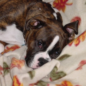 Maggie snoozing