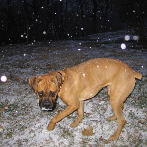 Madi in the snow