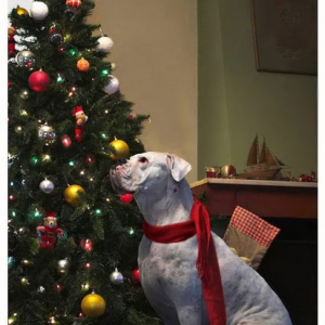 Christmas photo