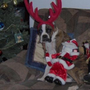 Merry christmas Boxer World!