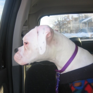 Lilly on her way to the park